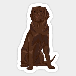 Chocolate brown labrador retriever Sticker